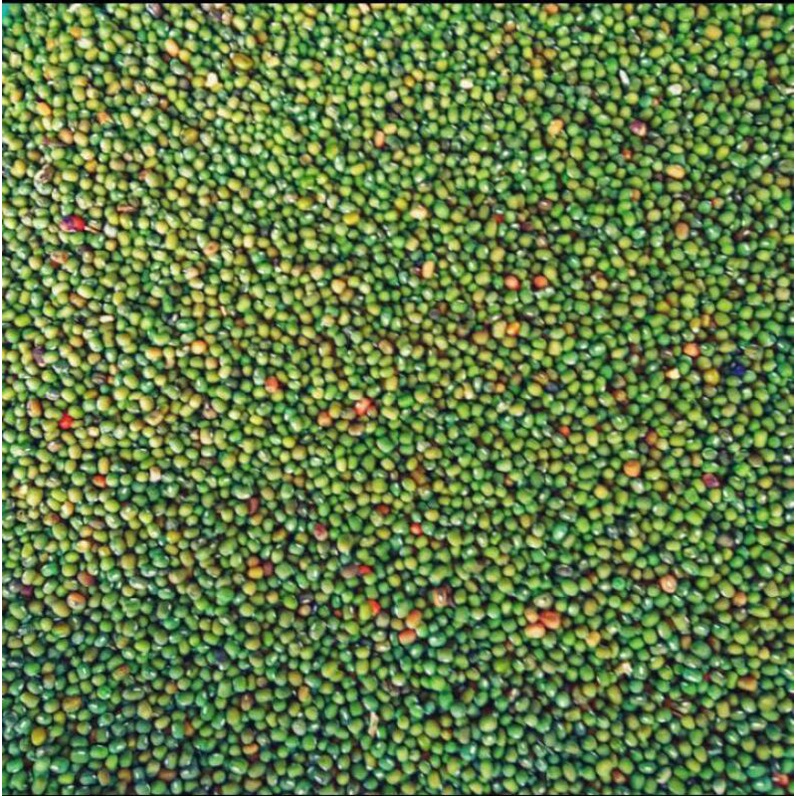 

Kacang hijau
