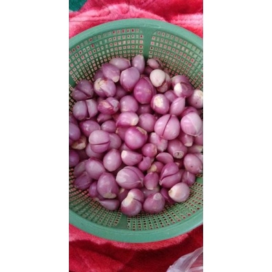 

jual bawang merah sdh bekupas
