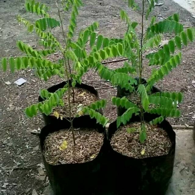 Bibit belimbing wuluh/pohon belimbing wuluh