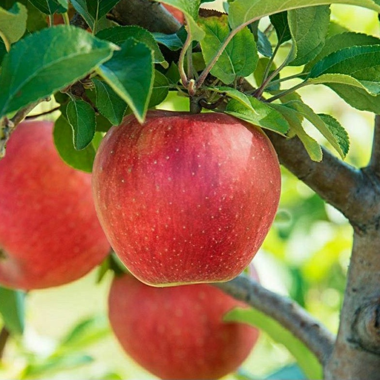 bibit apel merah cangkok