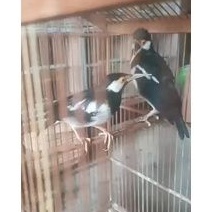 burung jalak sepasang