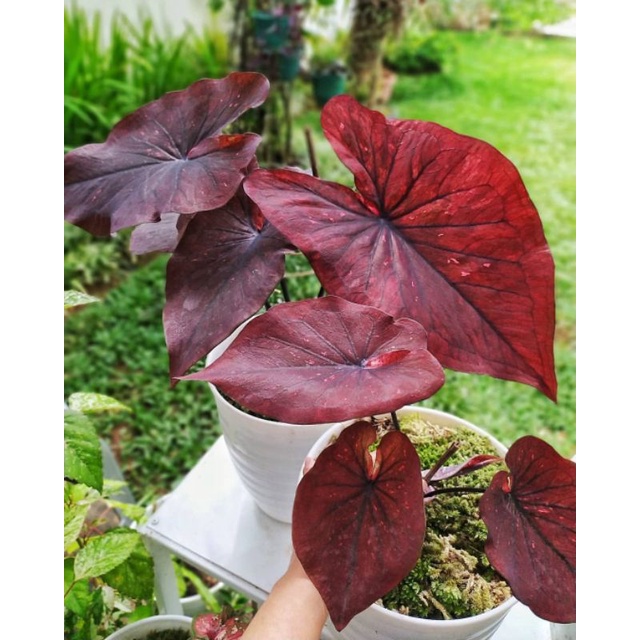 tanaman hias/Keladi import/keladi deanova/caladium deanova