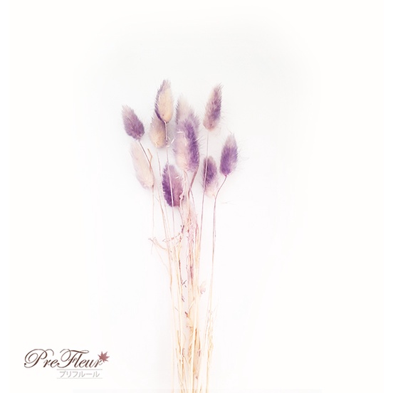 PreFleur | Dried Flower | Lagurus | Bunny Tail | Bunga Kering