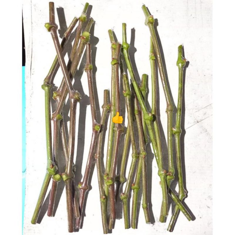 paket entres anggur impot