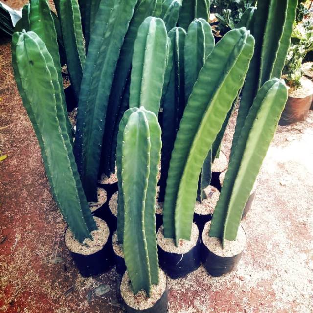 kaktus koboi / belimbing - tanaman kaktus - pohon kaktus koboi