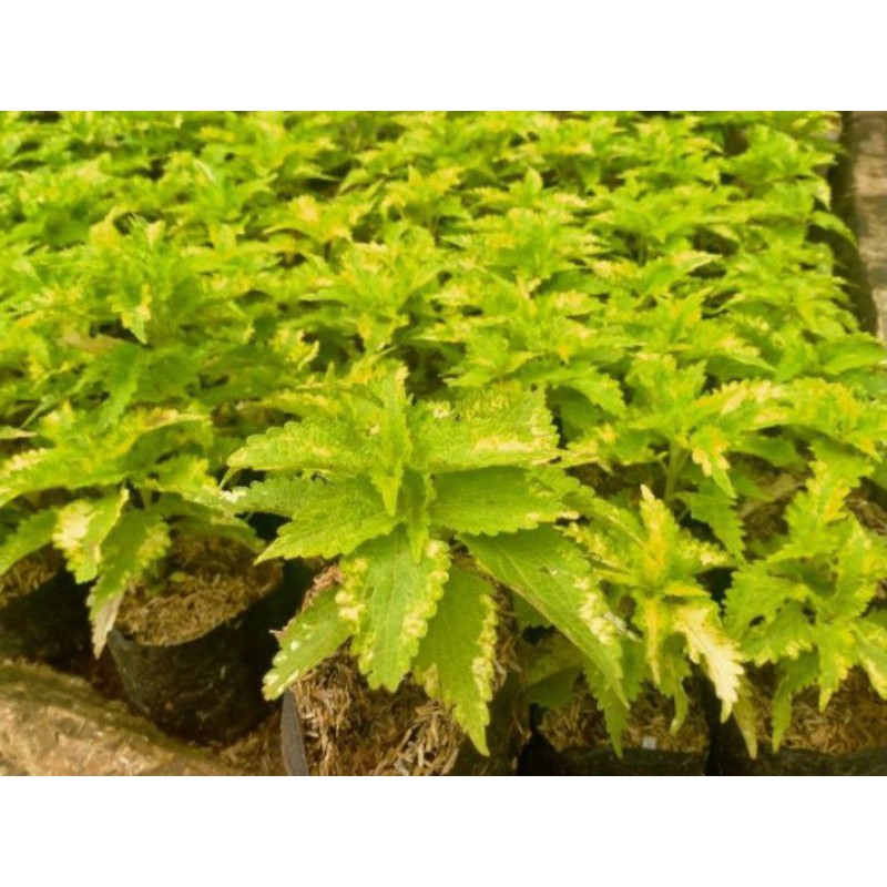 tanaman hias miana ekor naga//miana ekor naga kuning.