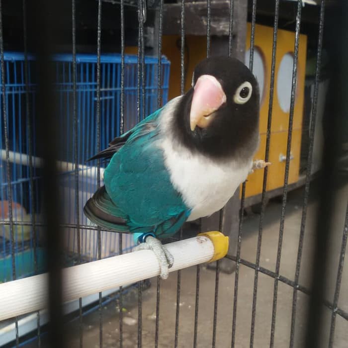 Lovebird Warna Biru Dakocan Shopee Indonesia