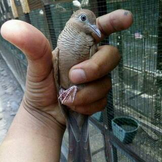 990 Sketsa Gambar Burung Perkutut Terbaru