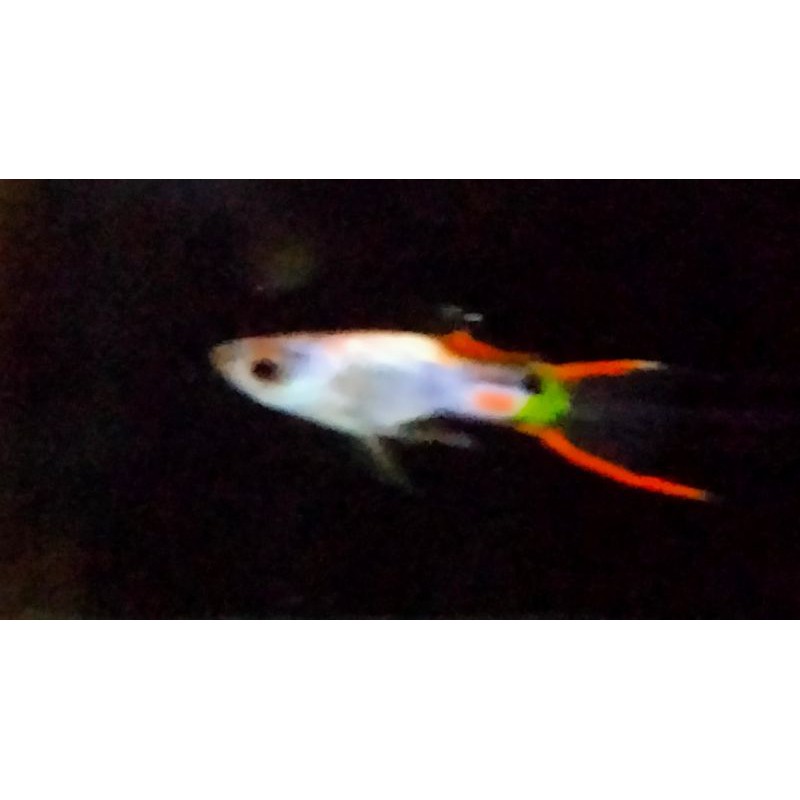 Hiasan aquarium Endler Silverado