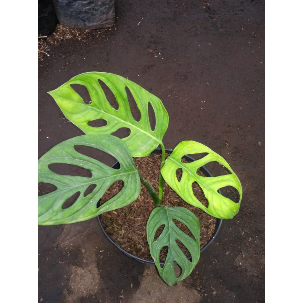 Monstera Kecil Janda Bolong Shopee Indonesia