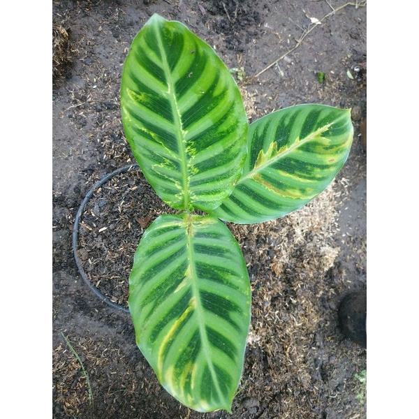 Tanaman Hias Koleksi Langka Pisang Ster Variegata Promo Termurah