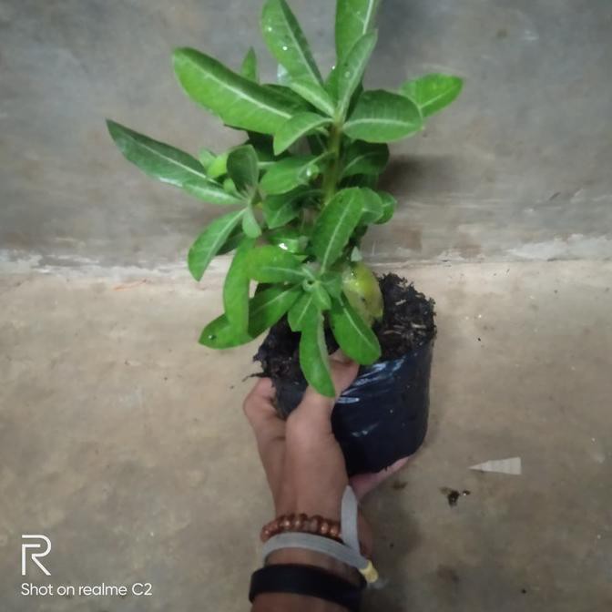 Paket 6 Adenium Arabicum/Bibit Adenium Bunga Fariasi