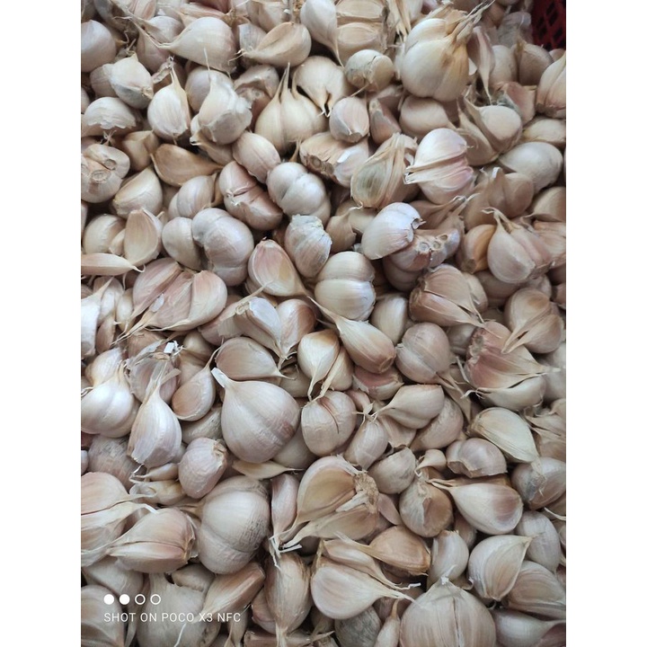 

BAWANG PUTIH KATING - BAWANG PUTIH KATING TANPA BONGGOL - 1KG