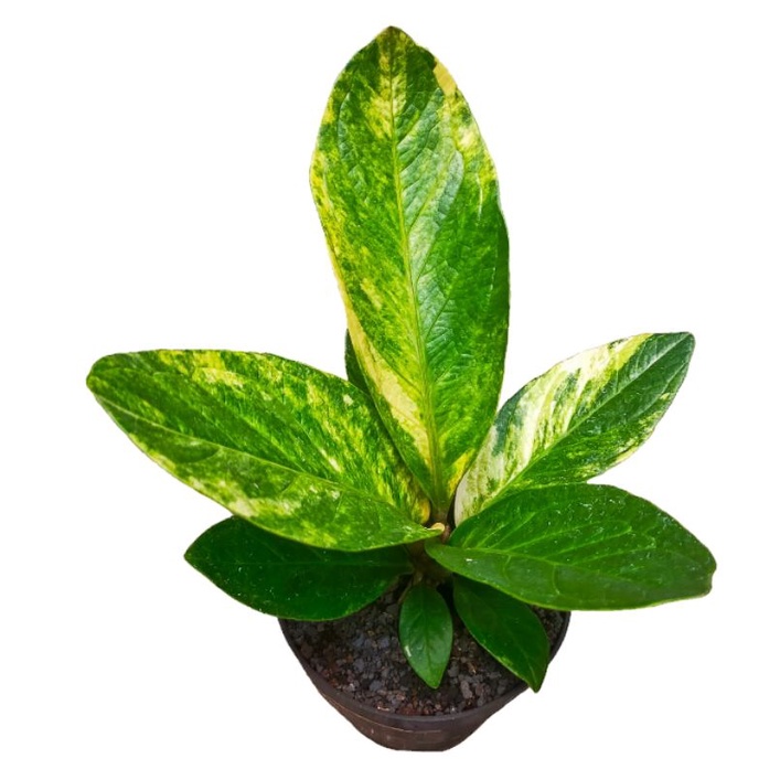 anthurium Jemani Mangkok varigata tanaman hias sultan raja daun