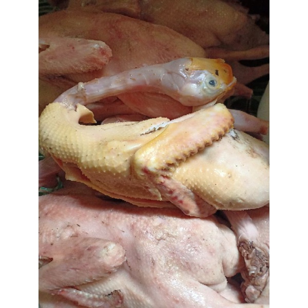 Bebek Potong Fresh Jumbo