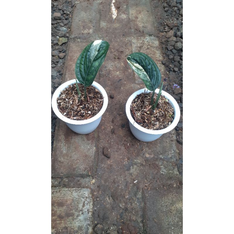 monstera karstenianum variegata / monstera peru variegata