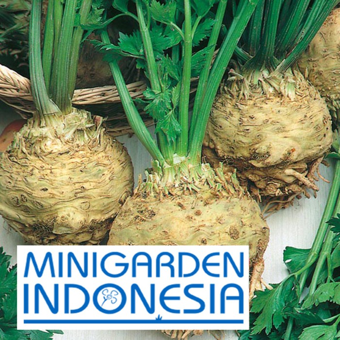 Benih CELERIAC MONARCH 10 BIJI F1 FOTHERGILLS bibit tanaman sayuran akar seledri HERBAL sledri