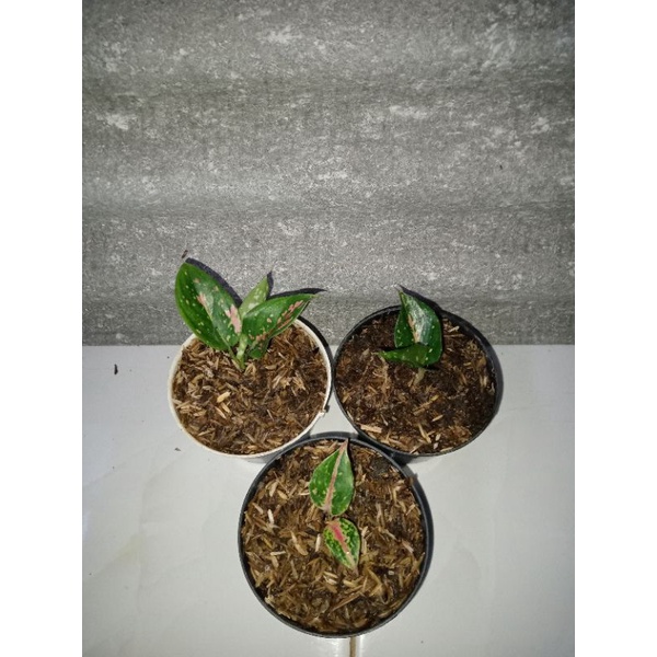 PAKET AGLONEMA 3 ID / MURAH MERIAH