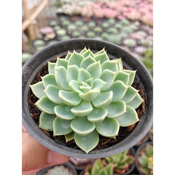Sukuken Echeveria Secunda