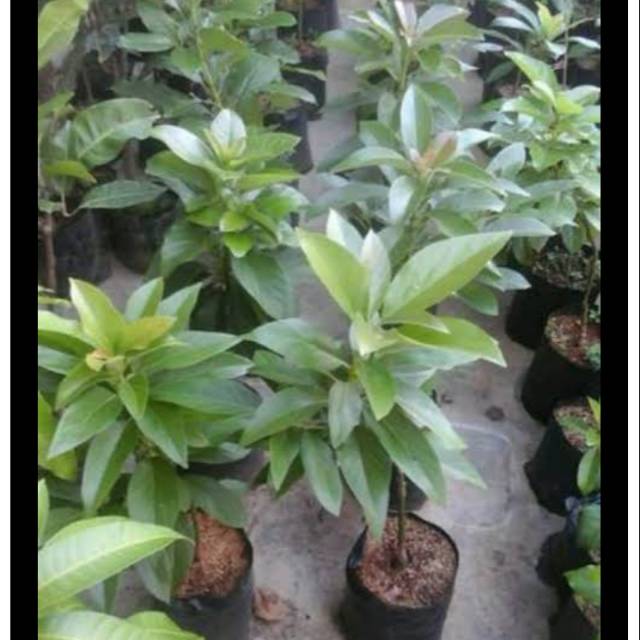 Bibit Buah Alpukat Mentega Miki-Bibit Alpukat Miki