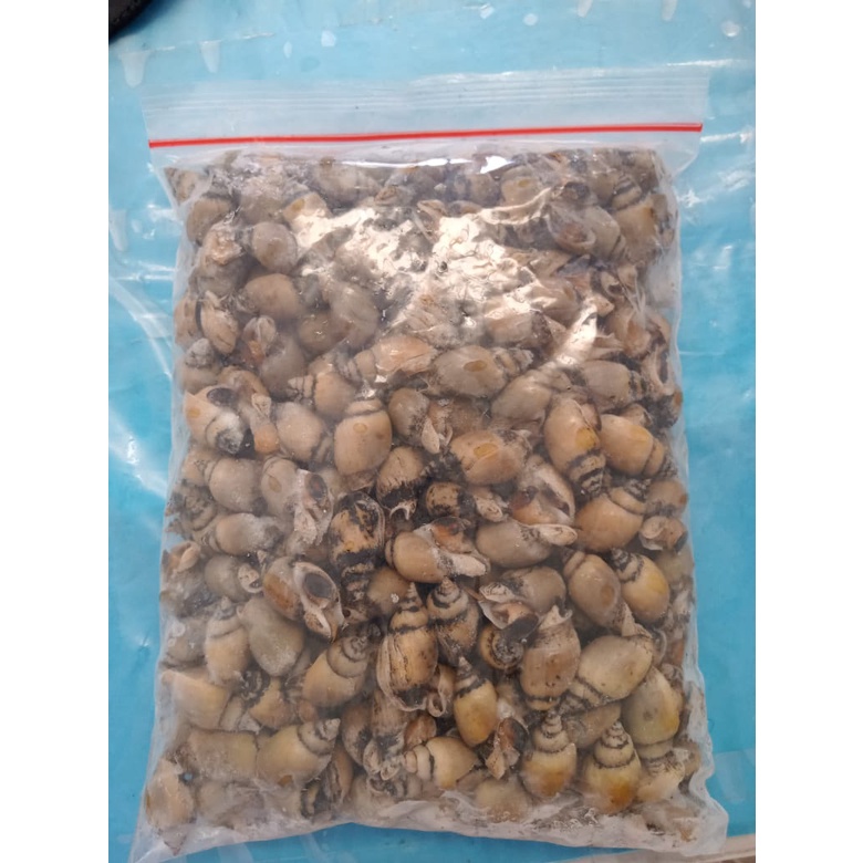 

Siput Ole kemasan 1kg