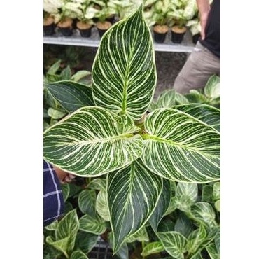 Tanaman hias philodendron birkin - philo birkin