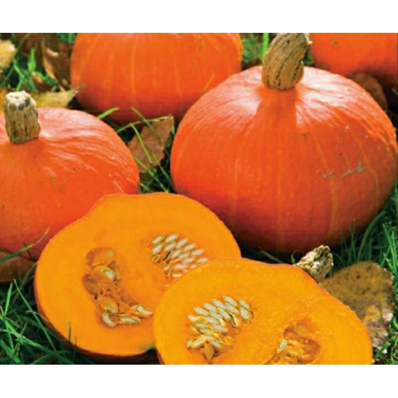 

Labu kabocha