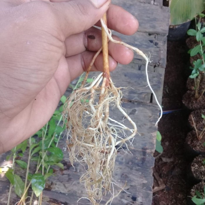 li kwan yu / Lee kwan yew / lee kwan yu / li kwan yew /BUNGA HIDUP TANAMAN HIAS HIDUP/BUNGA HIASAN R