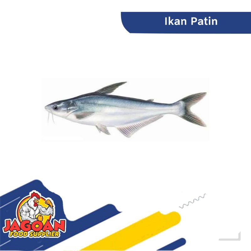 

IKAN PATIN / IKAN SEGAR