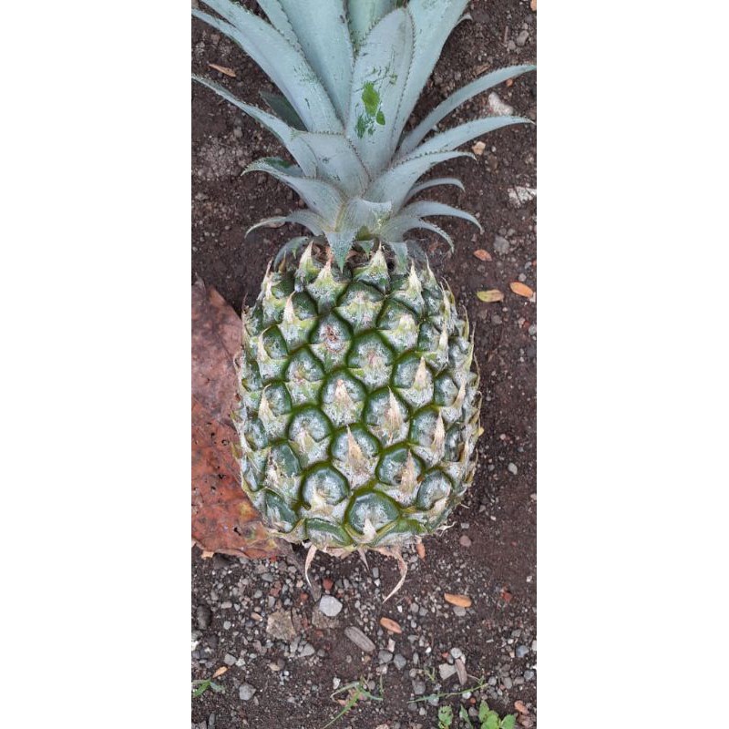 

Buah NANAS PASIR