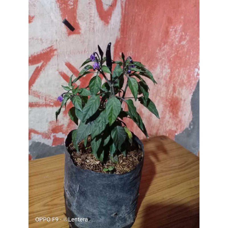 

Cabe Black Ornament