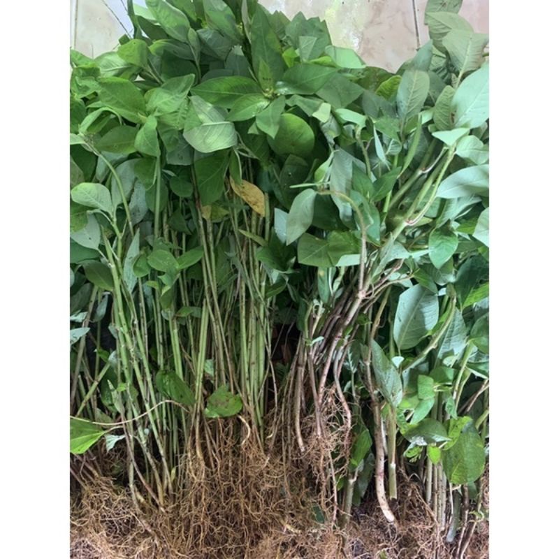 

daun Pati kemas 600gram