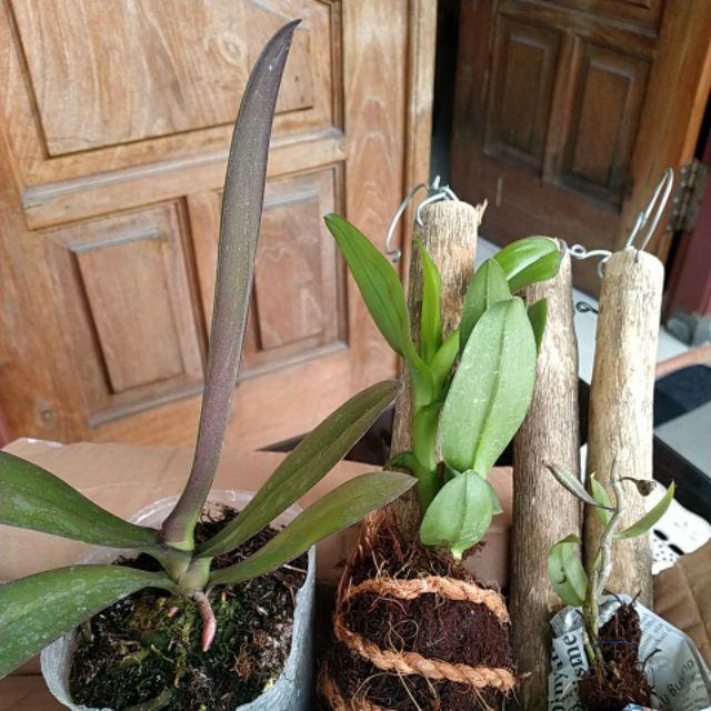 Dendrobium Tempel  Kayu Kopi Anggrek  Dendrobium Seedling 