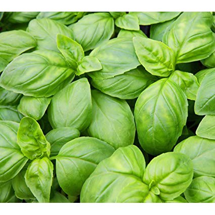 Benih-Bibit Basil Italian Large Leaf Organik (Haira Seed)