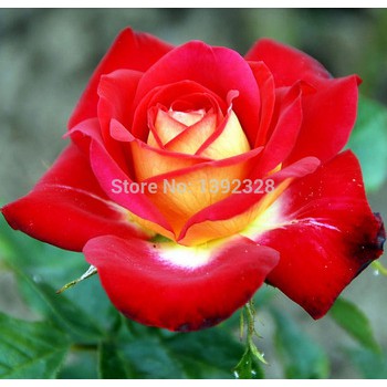 Isi 30 Butir Benih Bunga Mawar China Indah Beautiful Chinese Rose Import Shopee Indonesia