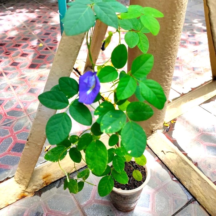 Telang Biru - Tanaman Herbal