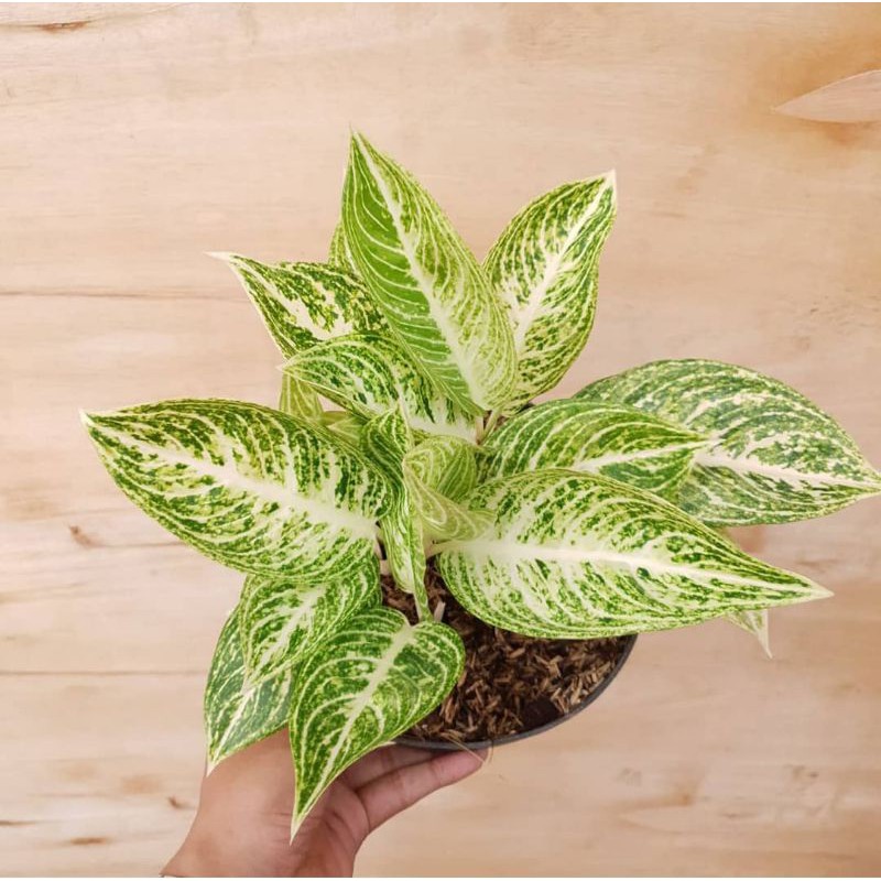 Tanaman Hias Aglonema Legacy White / Aglonema Legacy Putih