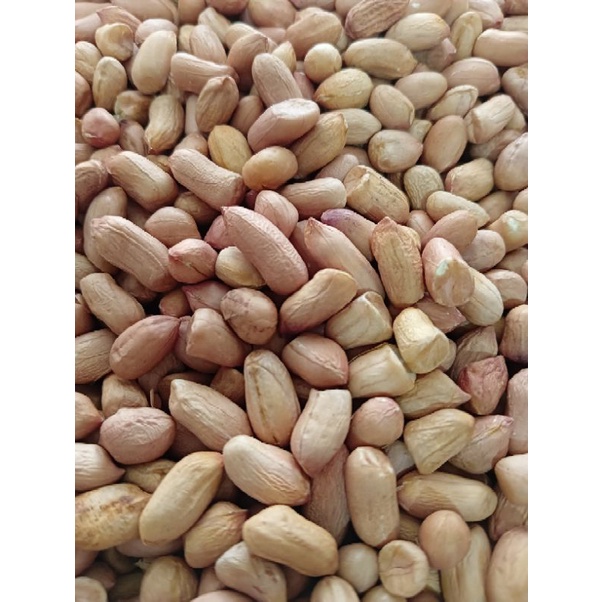 

kacang tanah