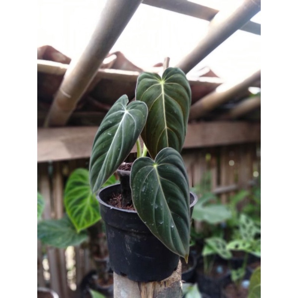 

beby melancrosum/melano crisum