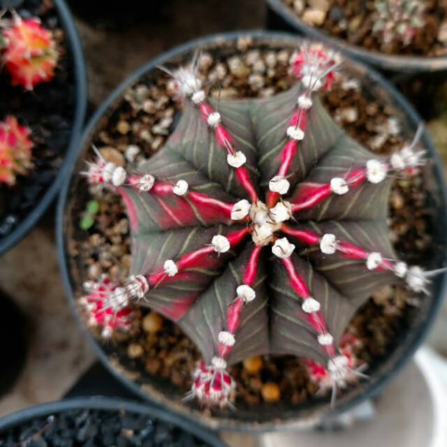 Paket 10pcs biji benih kaktus gymno milo starfire