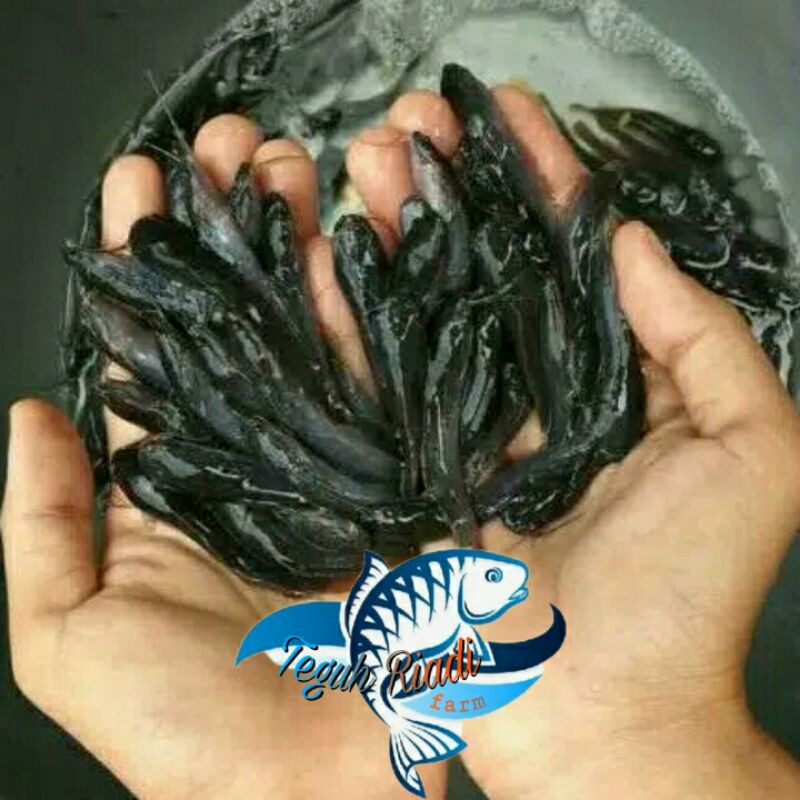 Bibit ikan lele sangkuriang murah
