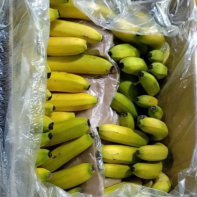 

pisang Sunpride