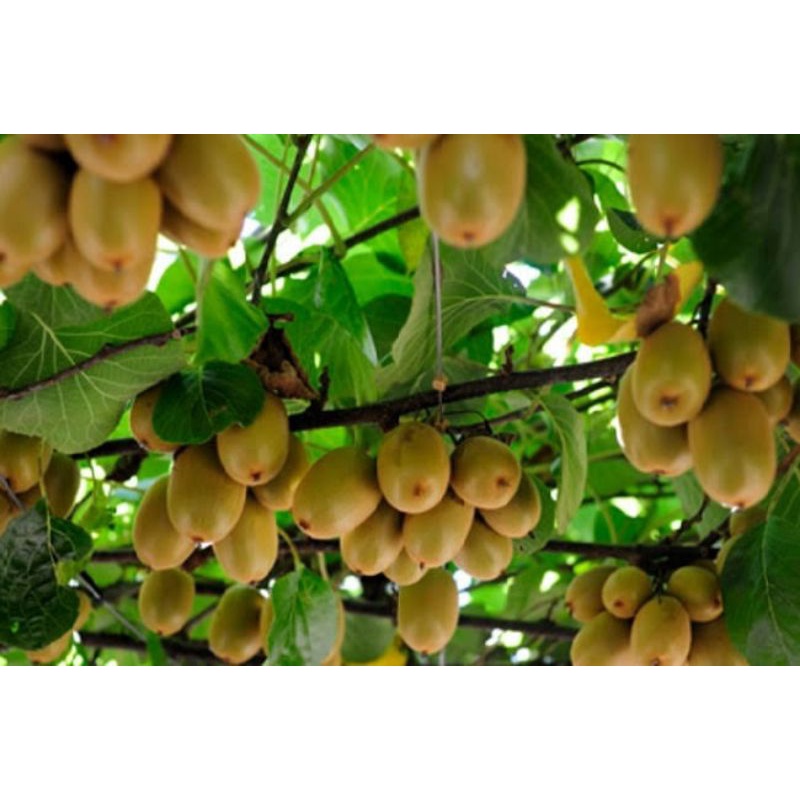 Benih Buah Kiwi