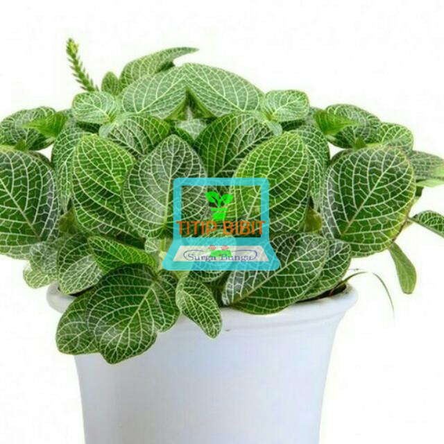 Fittonia Hijau putih tanaman hias daun