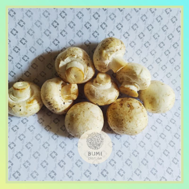 

Jamur Kancing Champignon 100 gram - Sayur Segar