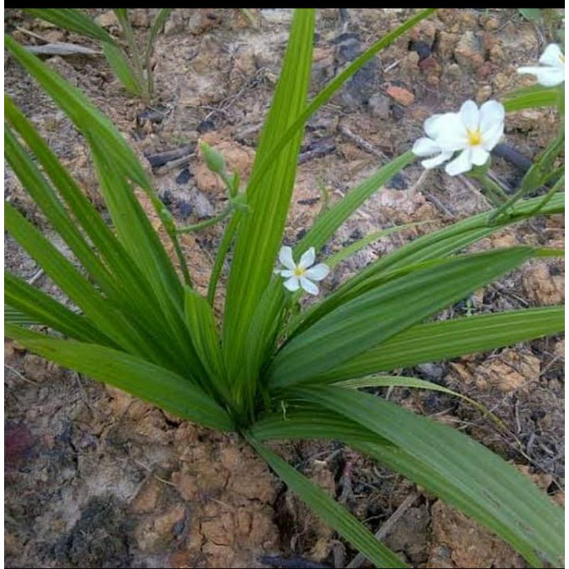 bibit bawang dayak 6 umbi bawang dayak