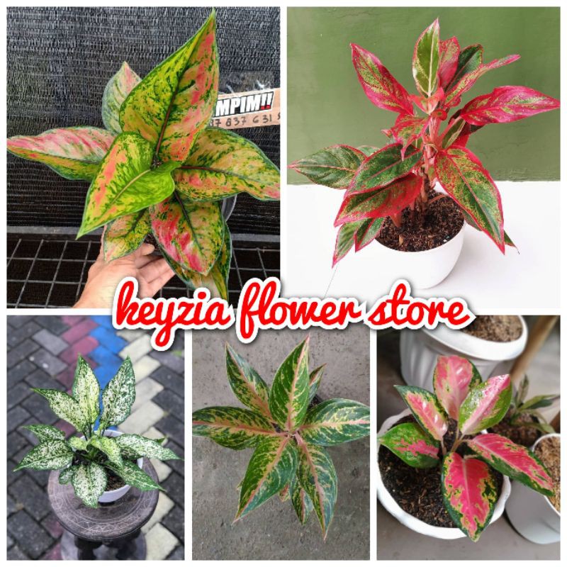 (COD√) paket 5 jenis bunga aglonema