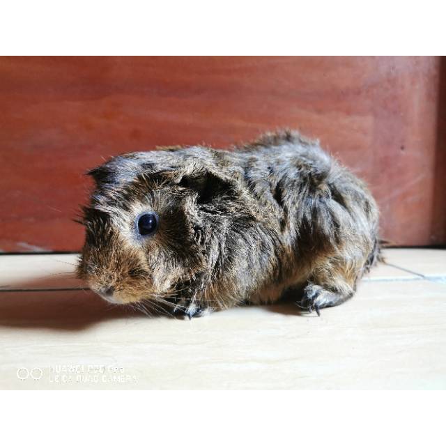 Guinea Pig Abyssinian Marmut Cavy Abyssinian Betina