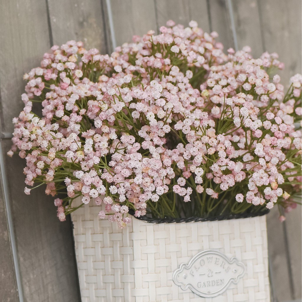 Benih Bibit Biji - Bunga Pink Baby Breath Merah Muda Gypsophila Elegans Pink Flower Seeds - IMPORT