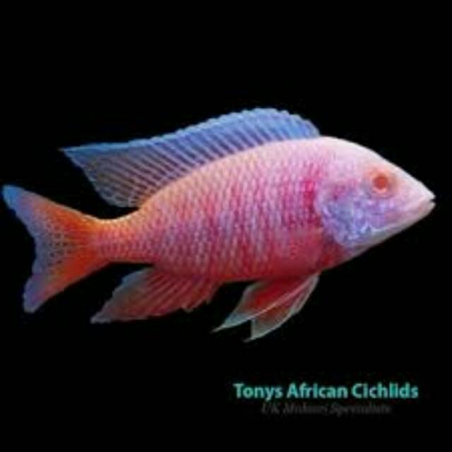 Ikan Dragon Blood Albino Aulonocara African Cichlid